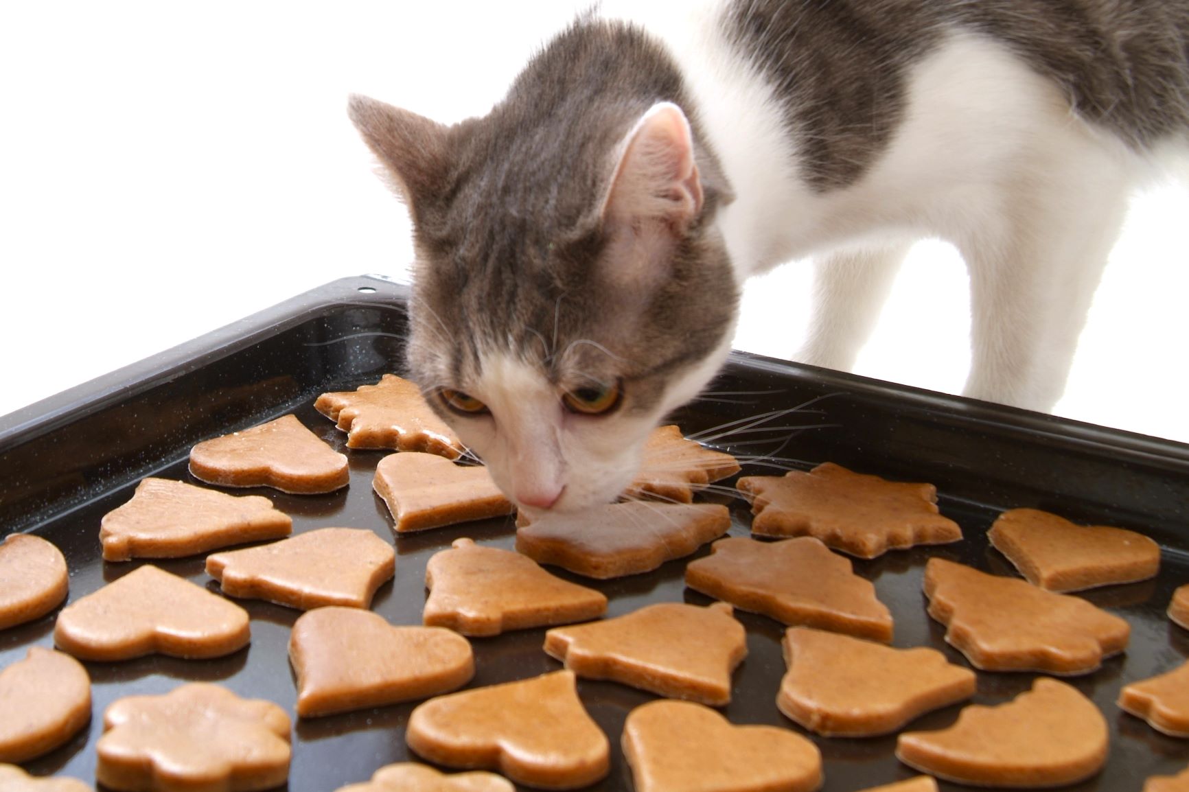 Homemade Gluten-Free Catnip & Flaxseed Cat Biscuits Recipe
