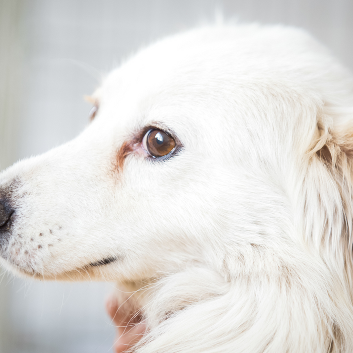 Causes & Symptoms of Anxiety in Pets