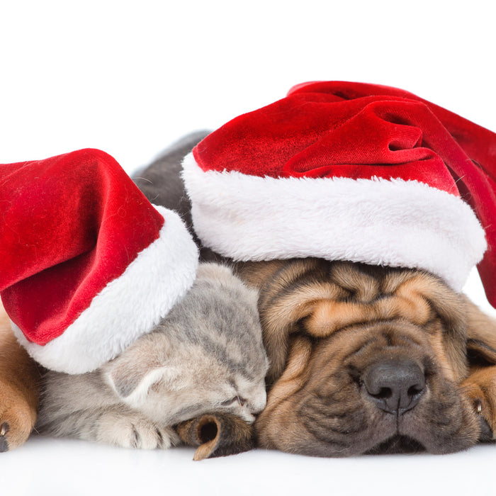 Should pets get Christmas presents?