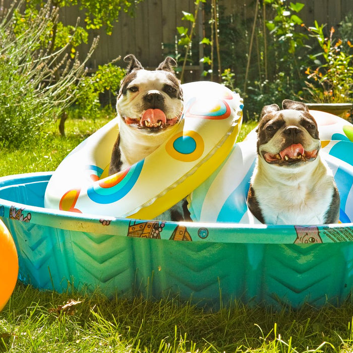 Tips on how to avoid your pet overheating in warm, summer months