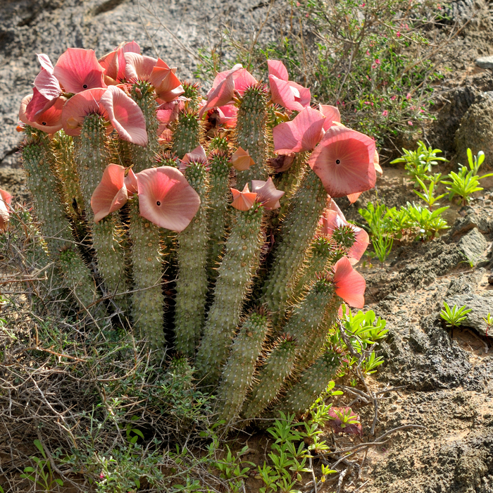 About Hoodia: Herbal Appetite Suppressant