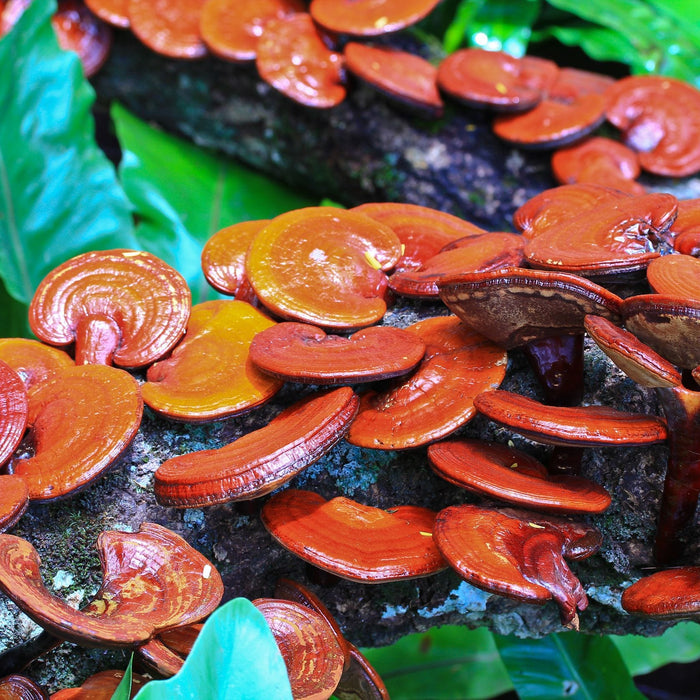 Reishi: The Cure-All Medicinal Mushroom