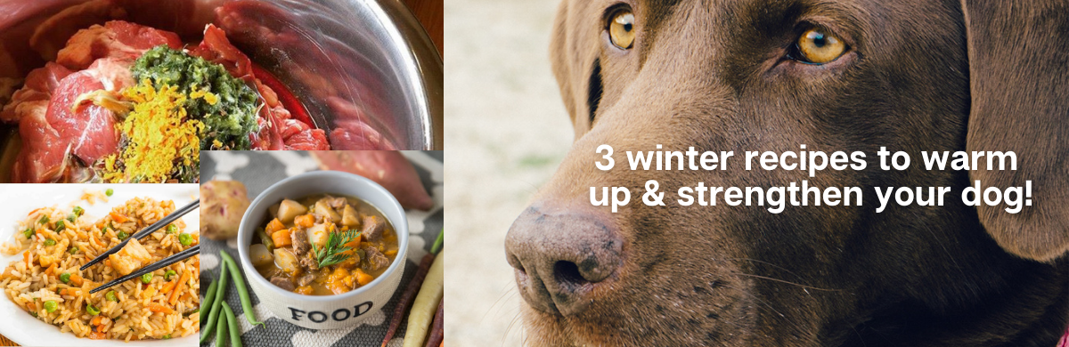 3 winter recipes to warm up and strengthen your dog