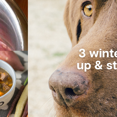3 winter recipes to warm up and strengthen your dog