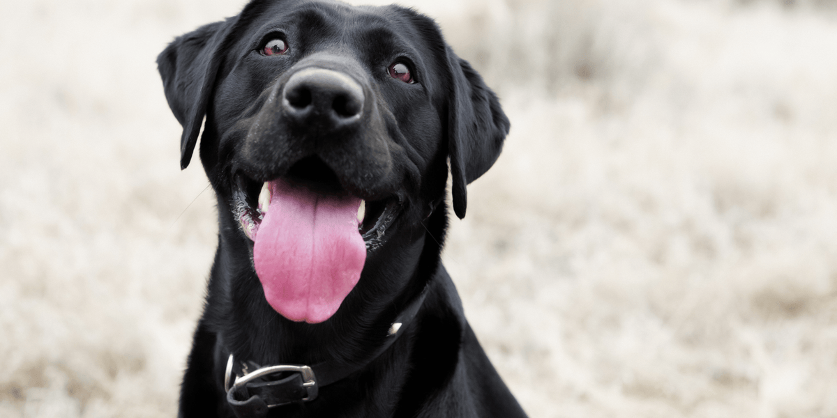 Home remedies for worms for puppies hot sale