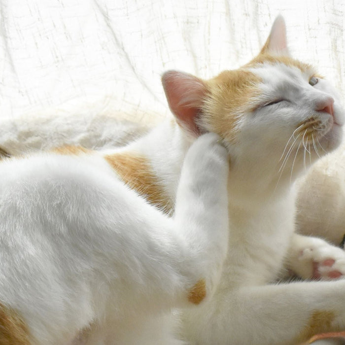 Cat scratching its ear near a window, illustrating common signs of itchy skin in pets that may be caused by allergies or irritation rather than fleas.