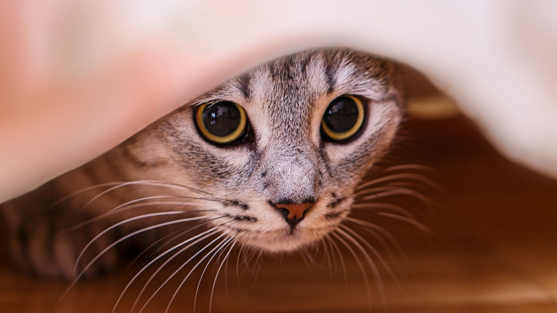 A close-up of a fearful grey tabby cat hiding under a blanket, with large, anxious eyes peeking out from the shadows.