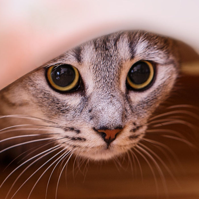 A close-up of a fearful grey tabby cat hiding under a blanket, with large, anxious eyes peeking out from the shadows.