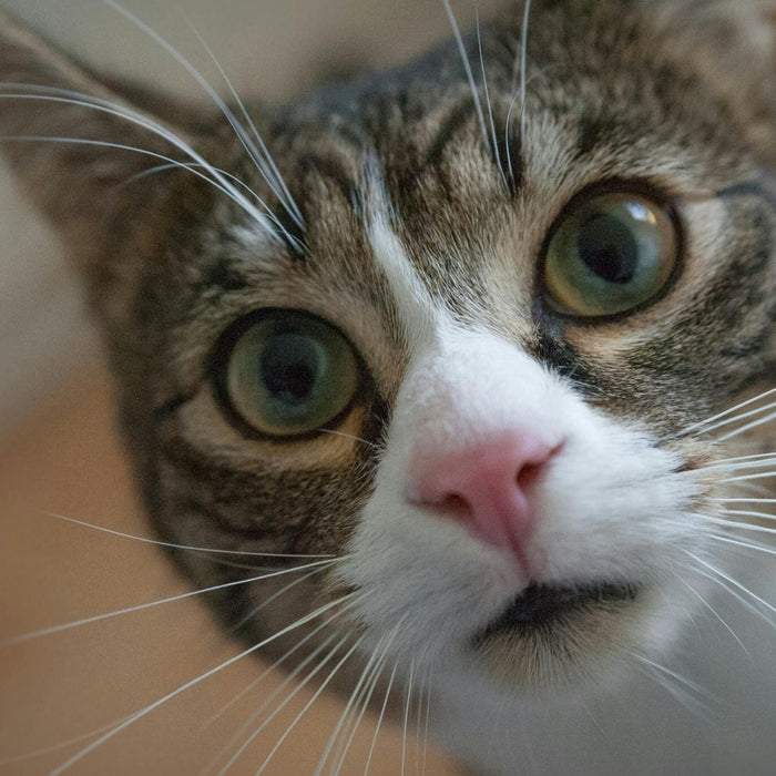 Close-up of a domestic tabby cat looking into the camera; pet health and winter tick and flea prevention for cats.