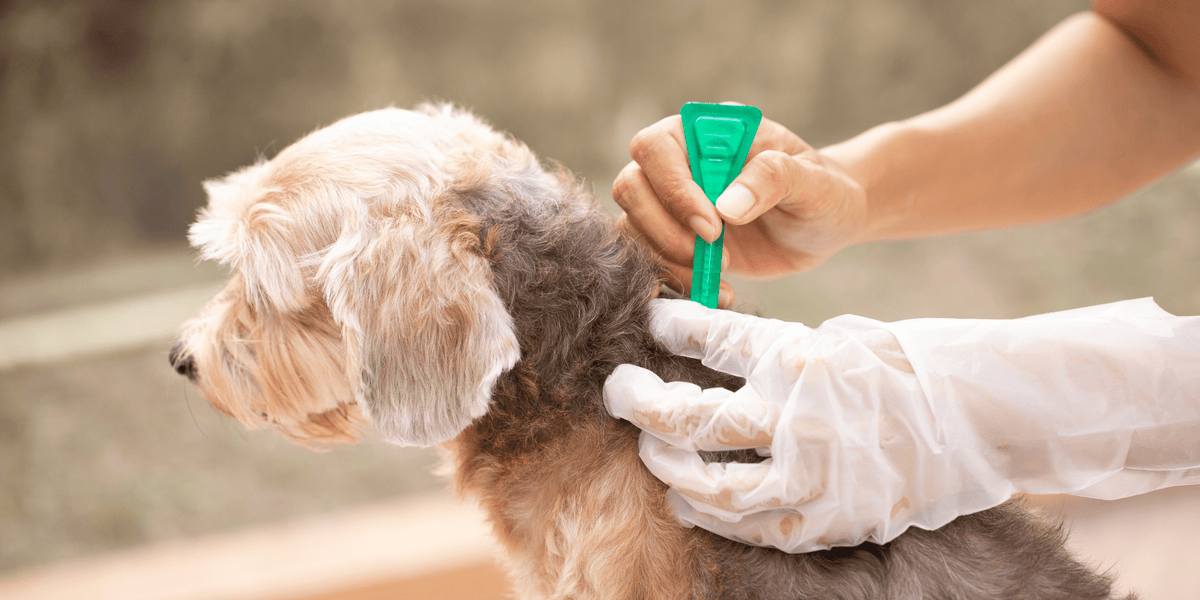 Flea removal online for dogs