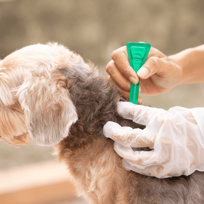 Chemical flea treatment poses harmful side effects to pets and people