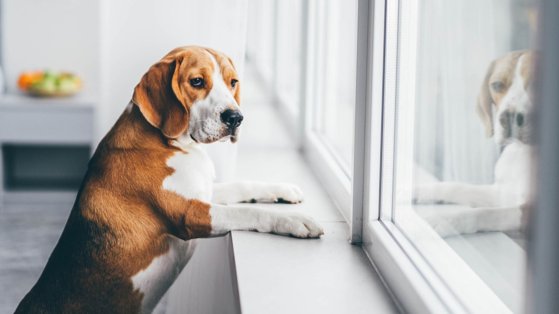A sad-looking Beagle sits by a window staring outside while home alone, illustrating separation anxiety and loneliness in pets when their owners are away.