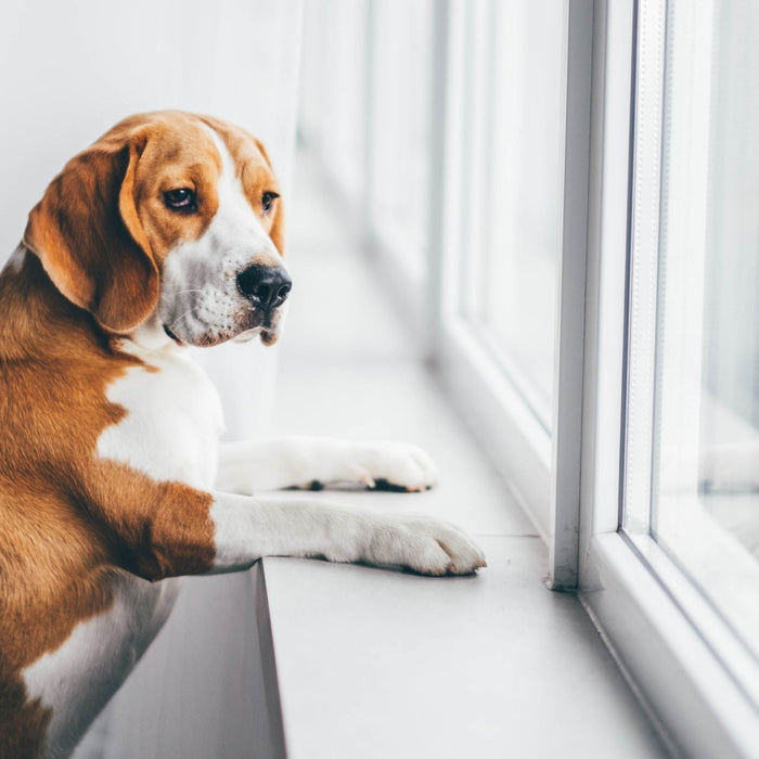 A sad-looking Beagle sits by a window staring outside while home alone, illustrating separation anxiety and loneliness in pets when their owners are away.