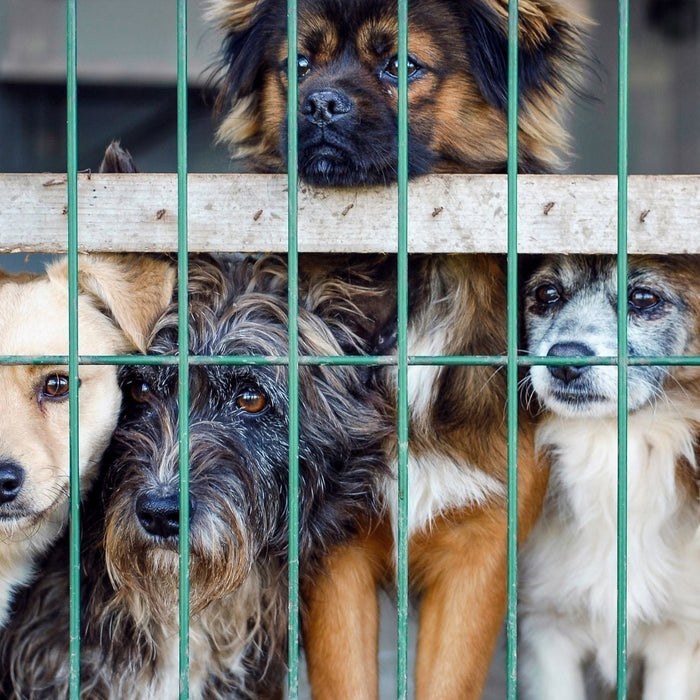 Dogs in a kennel environment, highlighting common risk factors for kennel cough in dogs, a contagious canine respiratory infection spread in shared dog spaces.