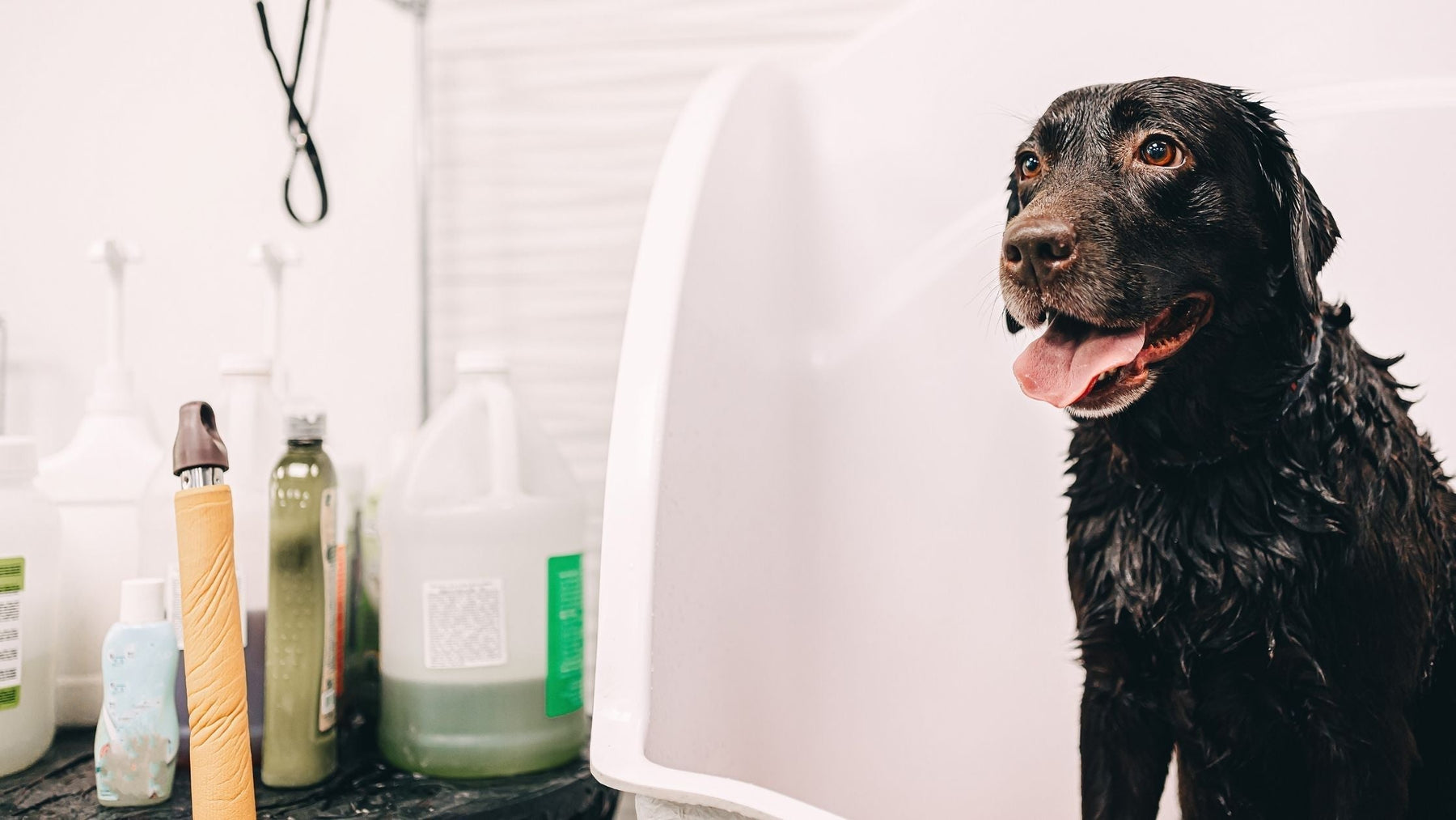 Wet black dog during bath time with natural shampoo for healthy skin and coat care.
