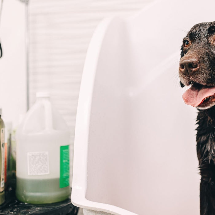 Wet black dog during bath time with natural shampoo for healthy skin and coat care.