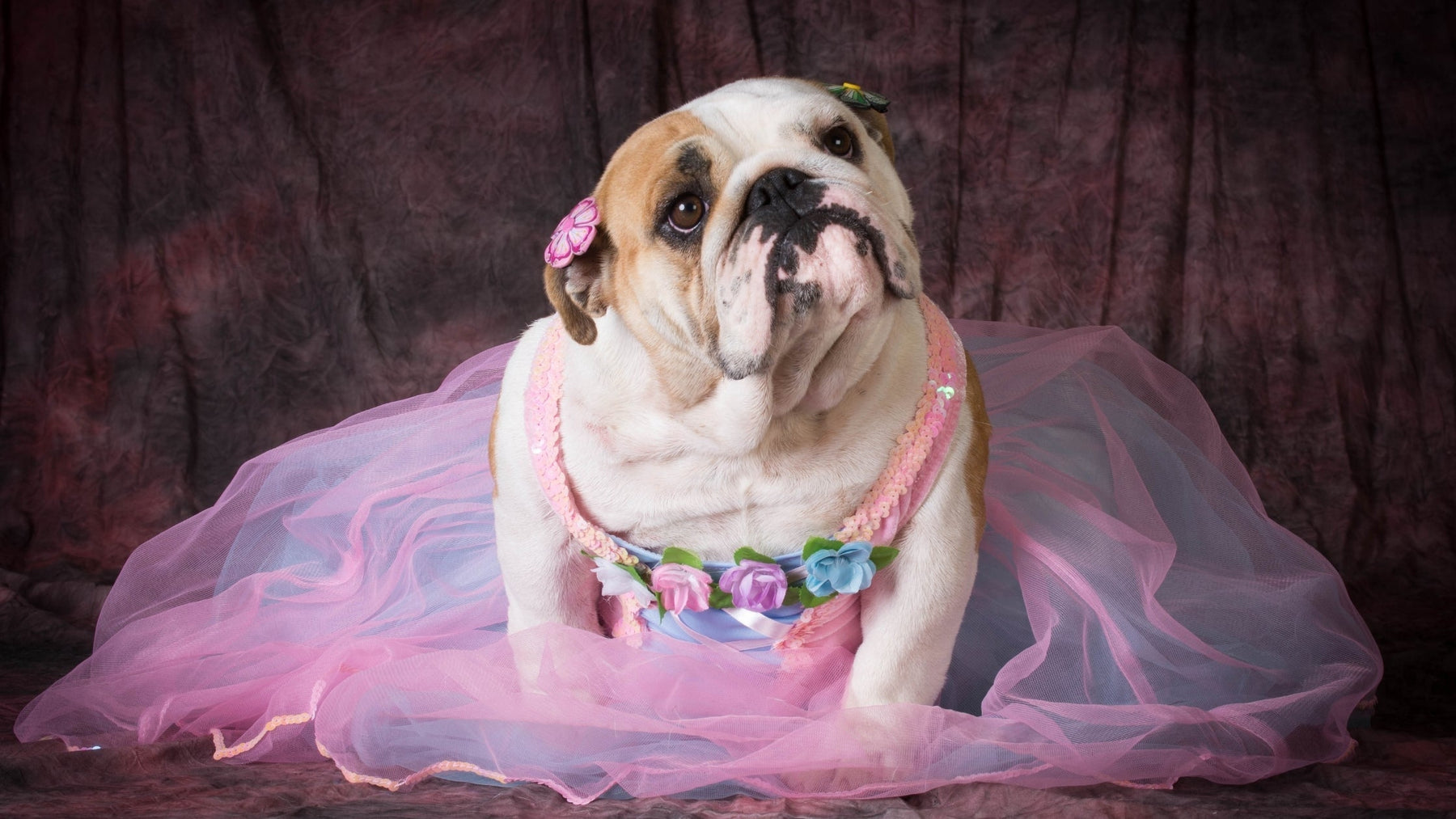 An English Bulldog wearing a pink tutu and flower hair clips, representing a spoiled pet for an online behavior quiz.