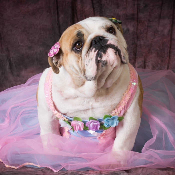 An English Bulldog wearing a pink tutu and flower hair clips, representing a spoiled pet for an online behavior quiz.