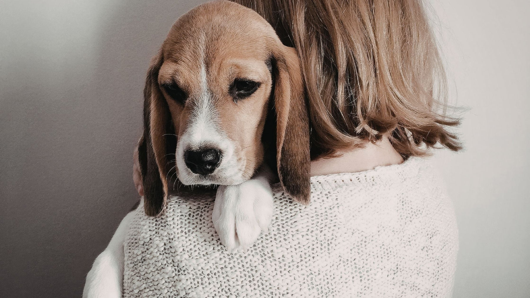 Sad beagle puppy being comforted in a person’s arms, symbolising pet grief and emotional support after loss.