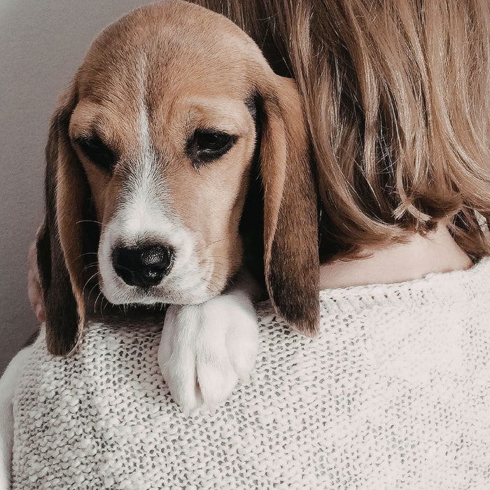 Sad beagle puppy being comforted in a person’s arms, symbolising pet grief and emotional support after loss.