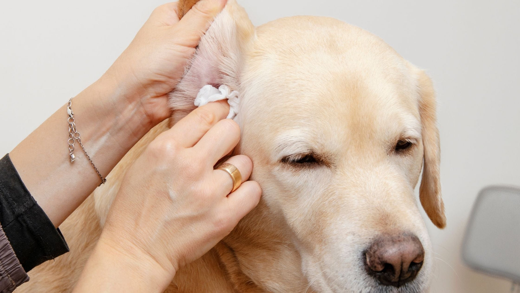 Person gently cleaning a dog’s ear with a cotton pad to help treat or prevent ear infection.