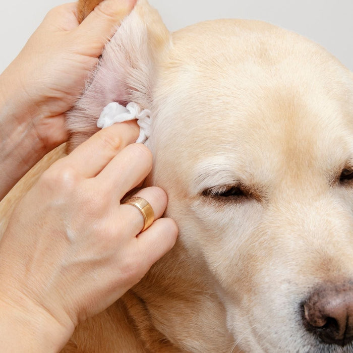 Person gently cleaning a dog’s ear with a cotton pad to help treat or prevent ear infection.