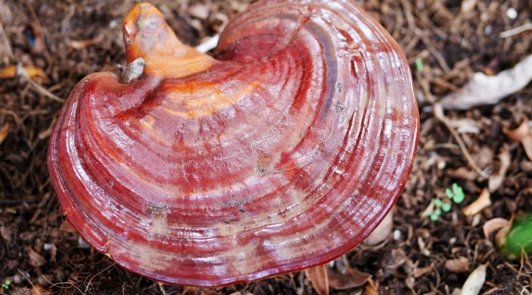 A vibrant Red Reishi mushroom (Ganoderma lucidum) growing naturally on the forest floor, showcasing its rich reddish-brown layers and glossy texture, surrounded by soil and fallen leaves, known for supporting heart health and blood pressure management.