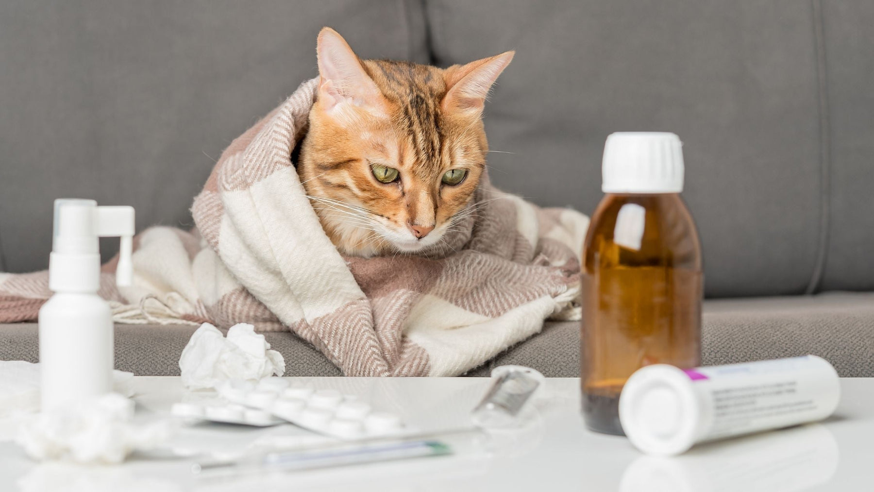 Cat wrapped in a blanket with medicine and tissues, showing common cat flu symptoms like lethargy, sneezing, and watery eyes.
