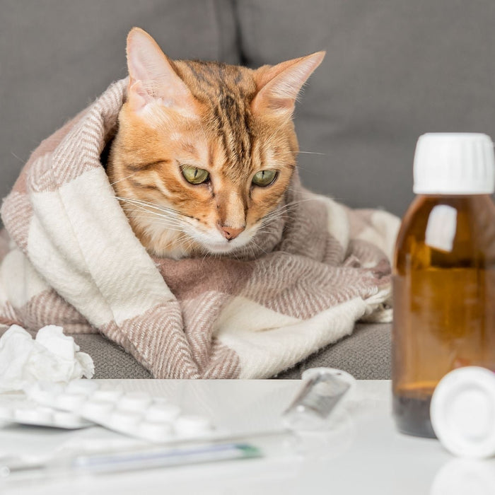 Cat wrapped in a blanket with medicine and tissues, showing common cat flu symptoms like lethargy, sneezing, and watery eyes.