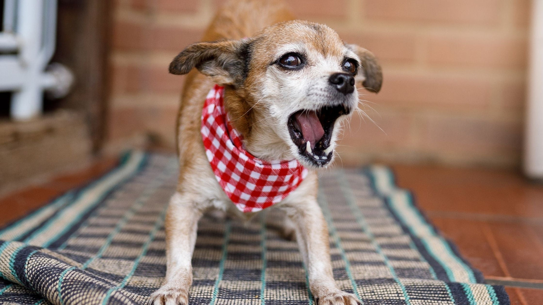 Small dog barking on indoor mat, showing common causes of excessive barking; territorial behaviour.