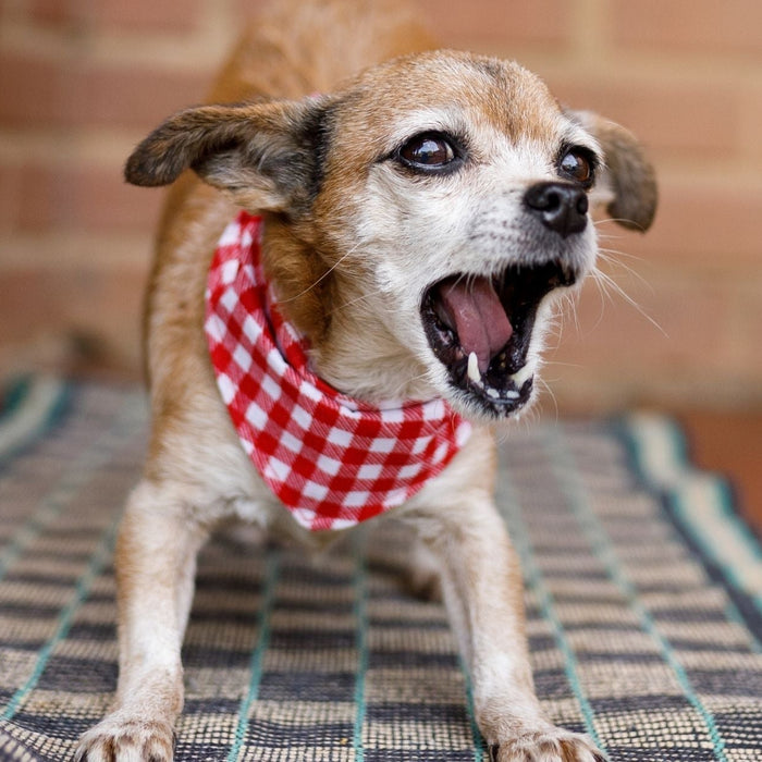 Small dog barking on indoor mat, showing common causes of excessive barking; territorial behaviour.