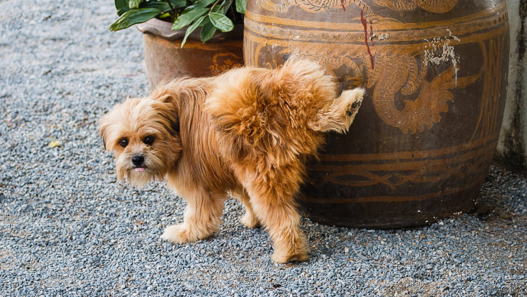 A small, fluffy brown dog lifting its hind leg to urinate against a large, decorative ceramic garden pot on a gravel patio.