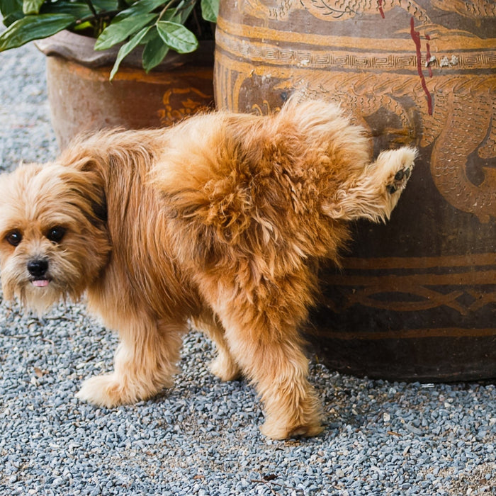 A small, fluffy brown dog lifting its hind leg to urinate against a large, decorative ceramic garden pot on a gravel patio.