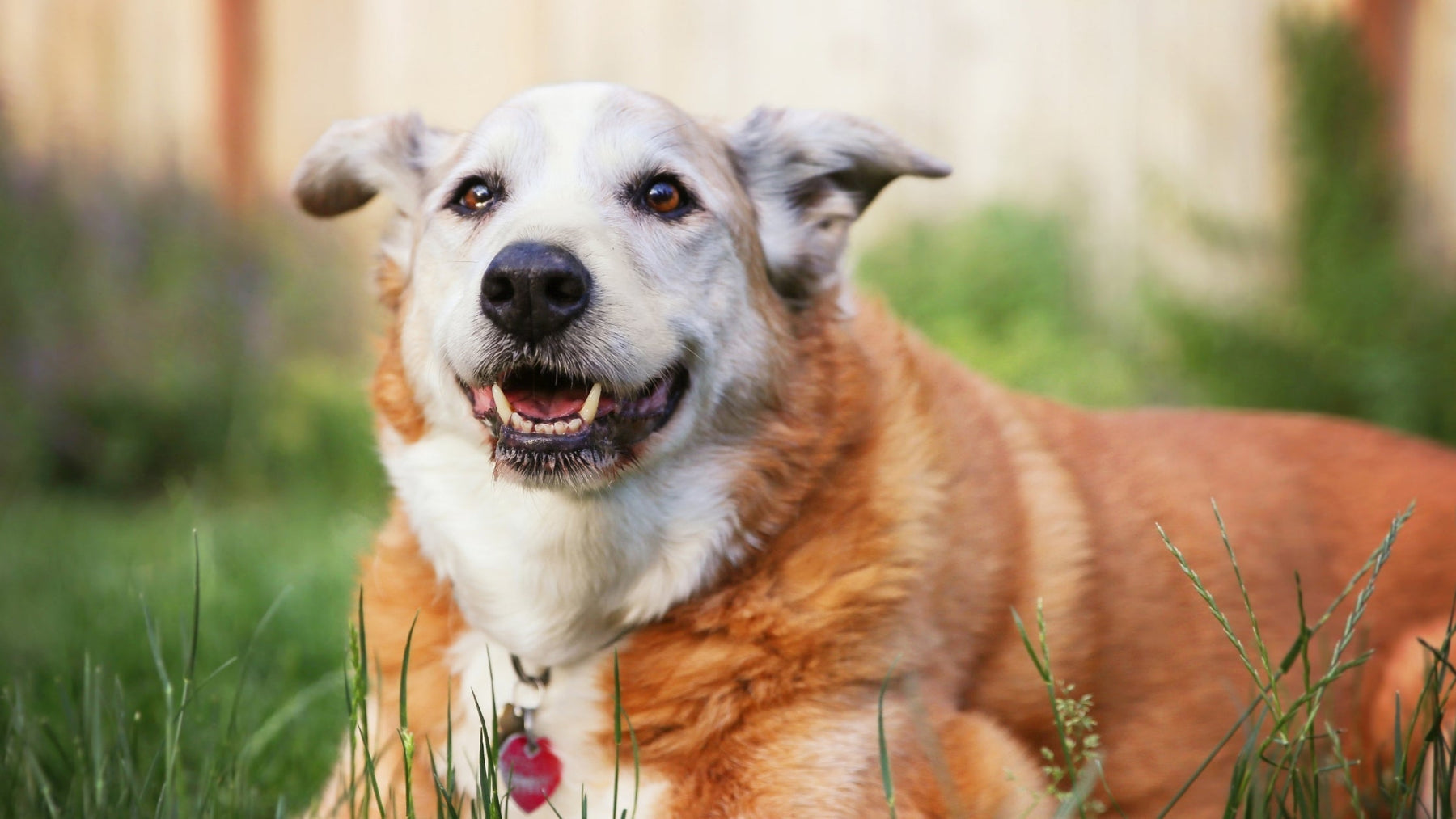 Happy senior golden retriever mixed-breed dog resting comfortably on green grass outdoors.