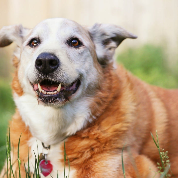 Happy senior golden retriever mixed-breed dog resting comfortably on green grass outdoors.