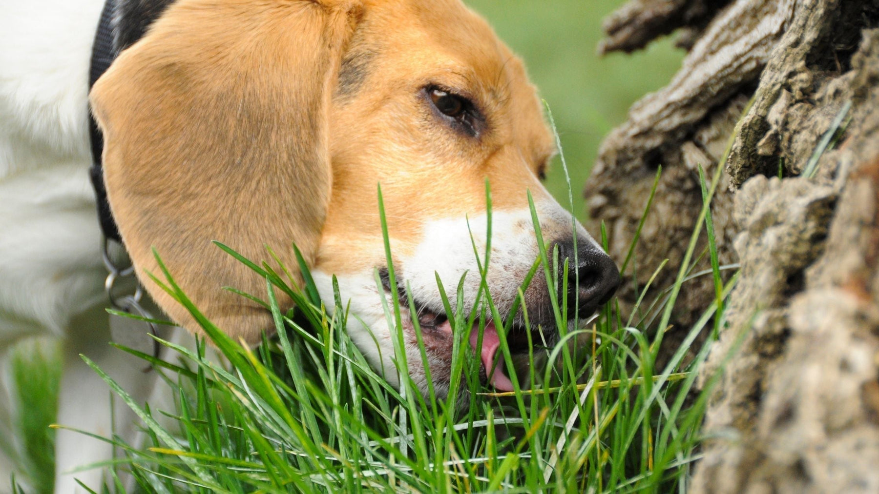 Close-up of a Beagle sniffing and nibbling on fresh green grass near a tree trunk