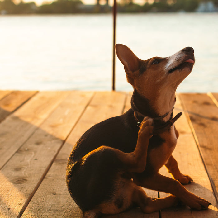 Common Causes Of Your Pet's Itchy Skin