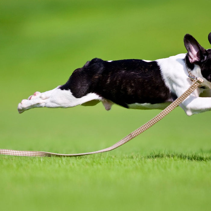 Recognising, preventing and treating your pet's arthritis the natural way!