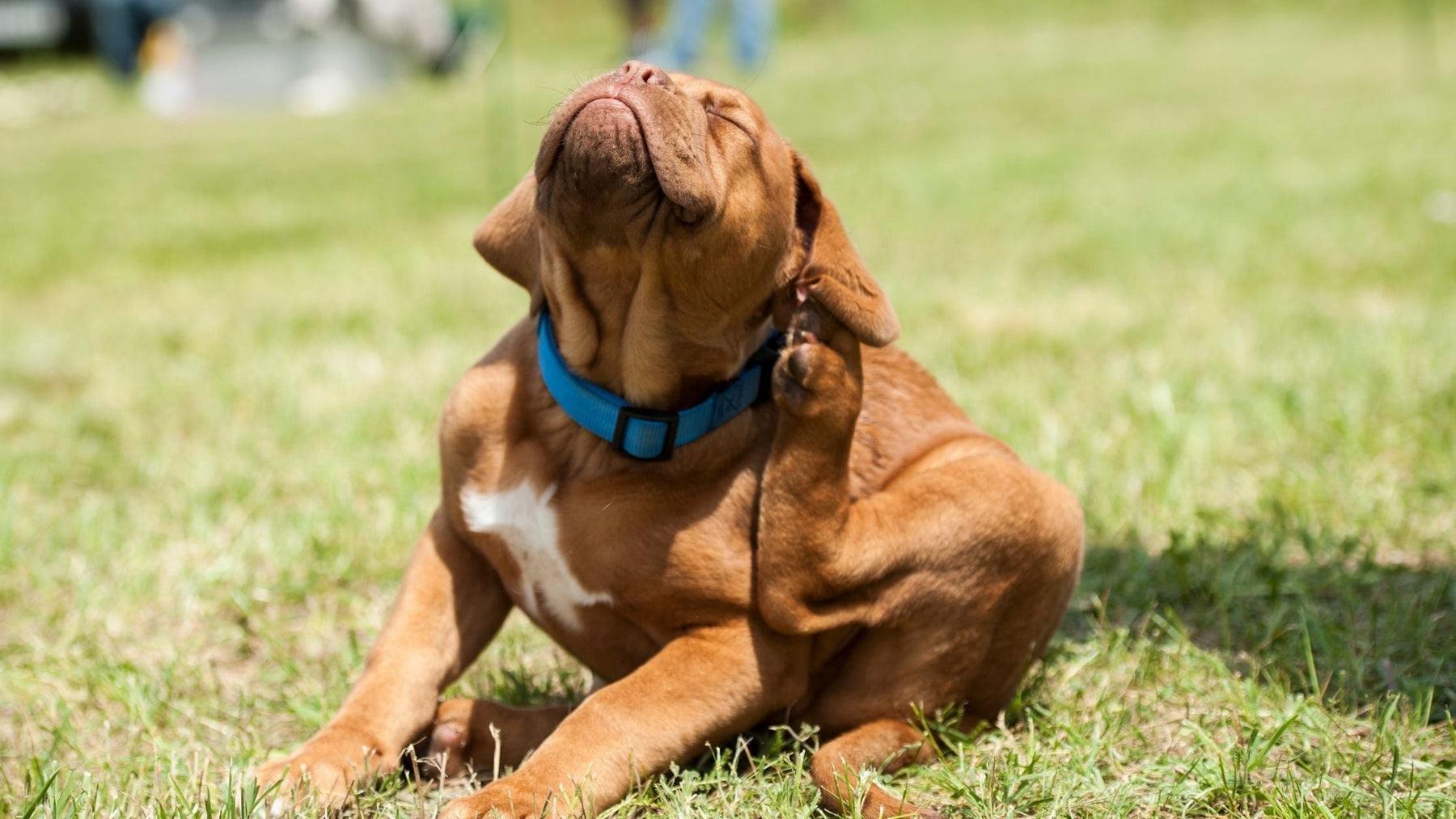 Dog scratching its ear outdoors in summer, showing common signs of flea irritation.