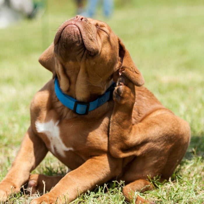 Dog scratching its ear outdoors in summer, showing common signs of flea irritation.