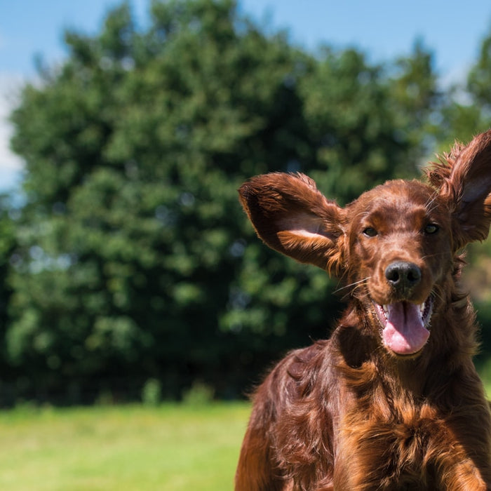 Natural Home Remedies for Itchy Dogs