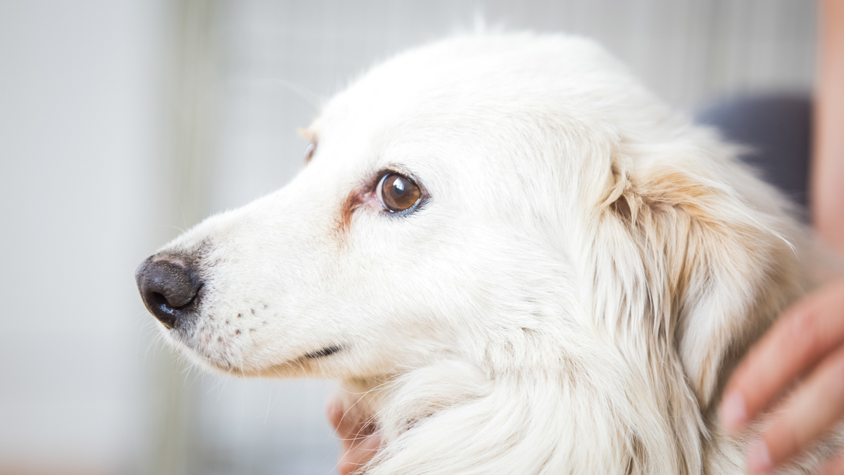 Causes, Symptoms & Treatment of Anxiety in Pets — Feelgood Health