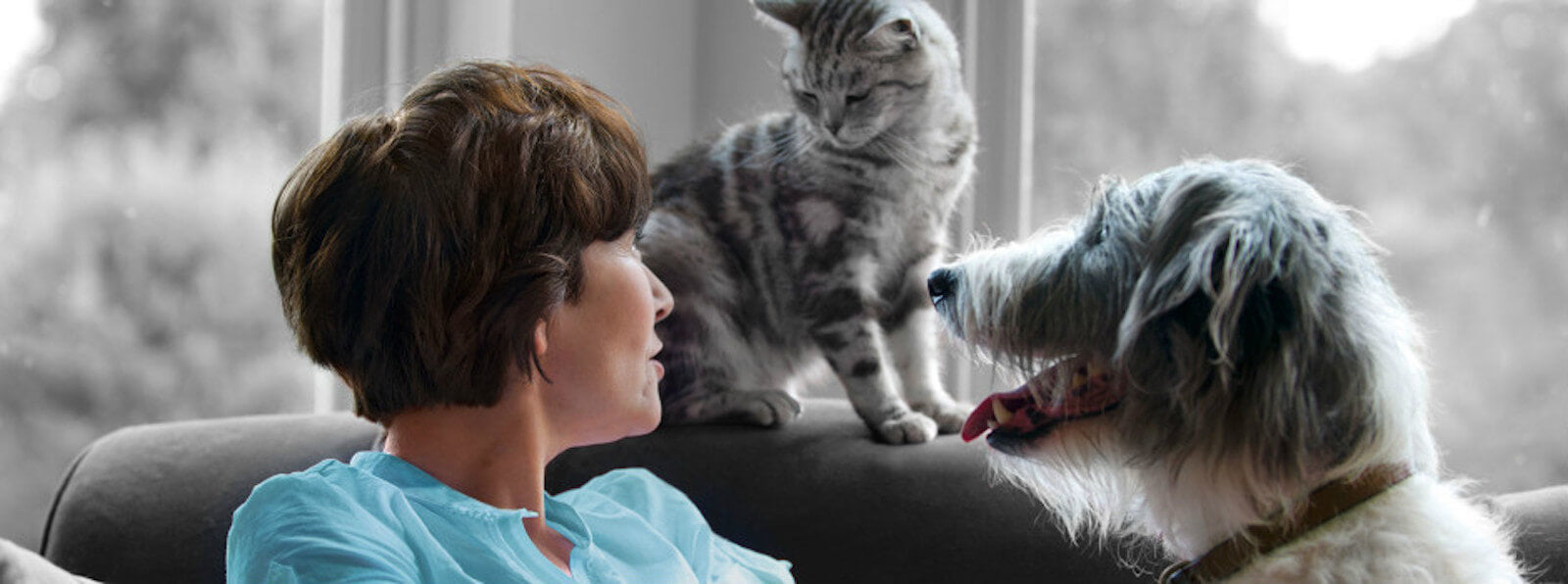 Tell-tale signs that your pet may be in pain (some may surprise you!)