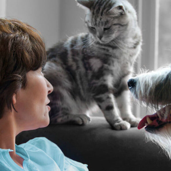 Tell-tale signs that your pet may be in pain (some may surprise you!)