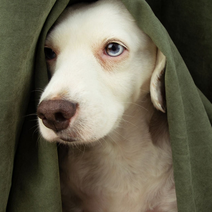Scared or afraid dog puppy about thunderstorm hide below a curtain.