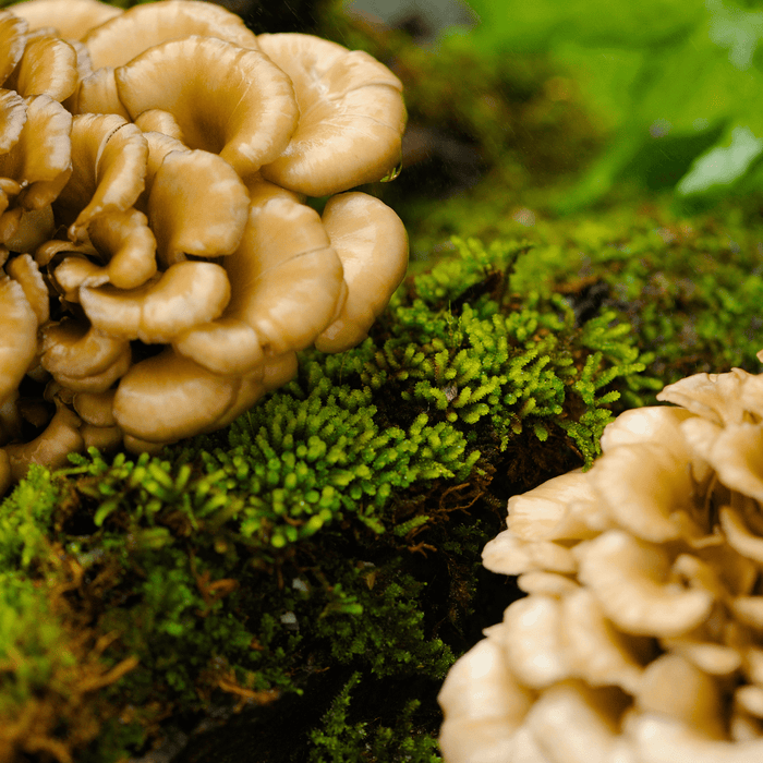 Health Benefits of Maitake Mushrooms