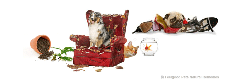 Pet Health Blog: How to help your pet adjust when he is home alone!
