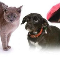 Does YOUR pet have an anxiety problem? How to treat anxiety in dogs & cats and what you can do