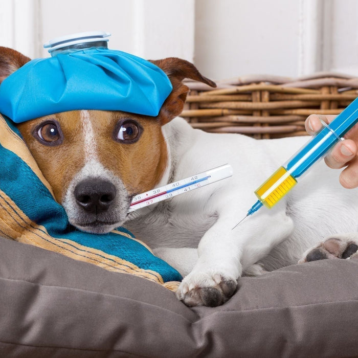 Dog receiving injection from veterinarian – exploring natural alternatives to steroid and NSAID treatments for pet health and pain relief.