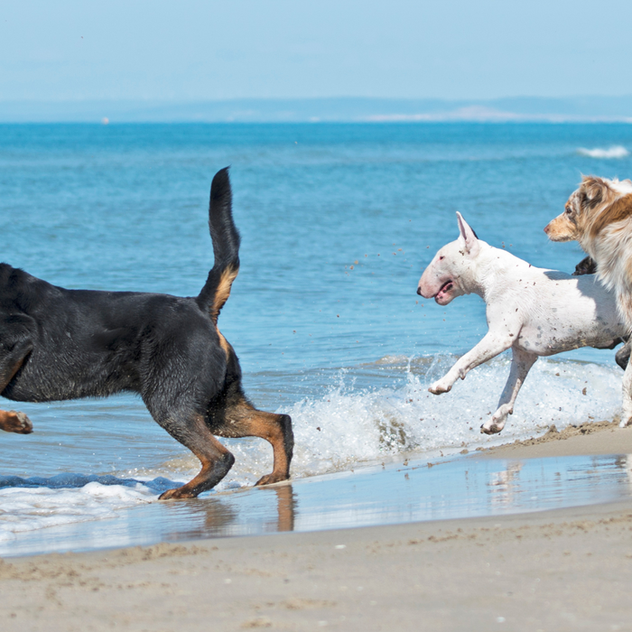 Energetic dogs running on the beach to release excess energy and reduce hyperactivity.